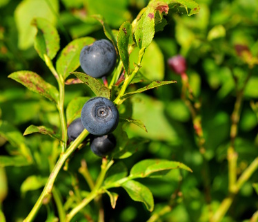 Blaubeeren
